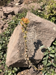 Kalanchoe lanceolata