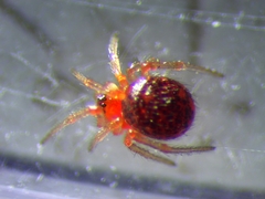 Ruborridion musivum