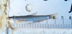 Notropis volucellus