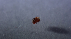 Ruborridion musivum