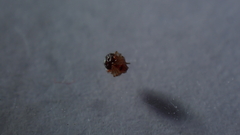 Ruborridion musivum