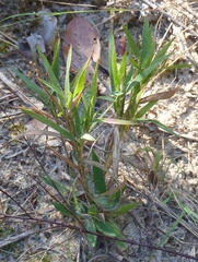 Dichanthelium scribnerianum