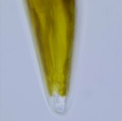 Cymbella