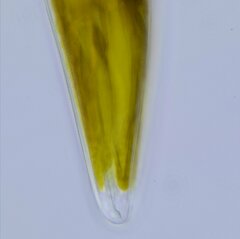 Cymbella