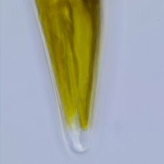 Cymbella