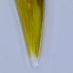 Cymbella