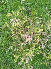 Lepidium bipinnatifidum