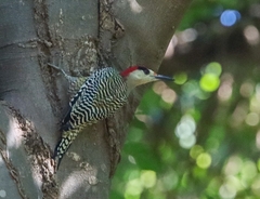 Melanerpes superciliaris
