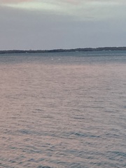 Cygnus