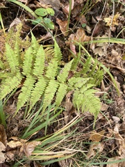 Athyrium