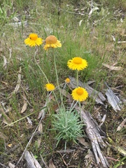 Leucochrysum albicans albicans