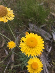 Leucochrysum albicans albicans