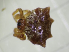 Thelacantha brevispina