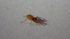 Trachelas minor
