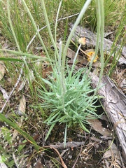 Leucochrysum albicans albicans