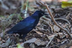Quiscalus niger