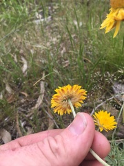 Leucochrysum albicans albicans
