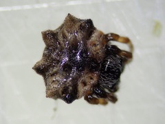 Thelacantha brevispina