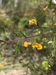 Dillwynia tenuifolia