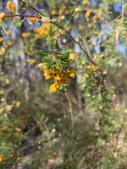 Dillwynia tenuifolia
