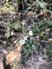 Commicarpus