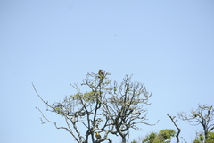 Colaptes campestris campestroides