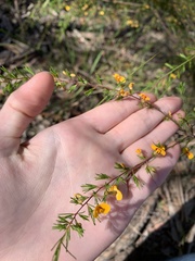 Dillwynia tenuifolia