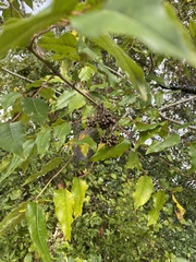 Zanthoxylum clava-herculis