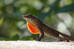 Anolis sagrei