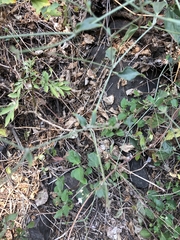 Commicarpus