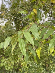 Zanthoxylum clava-herculis