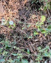 Commicarpus
