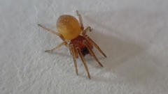 Trachelas minor