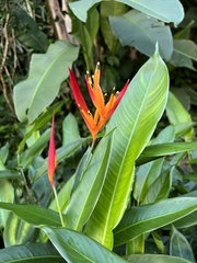 Heliconia psittacorum