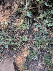 Commicarpus