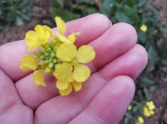 Rhamphospermum arvense