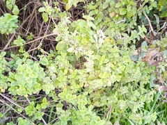 Minthostachys mollis