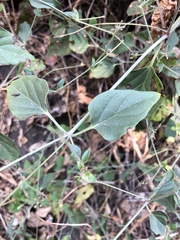 Commicarpus