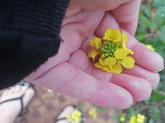 Rhamphospermum arvense