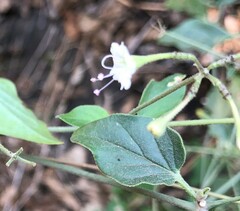 Commicarpus
