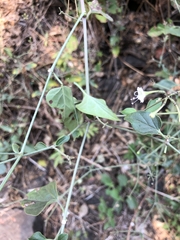 Commicarpus
