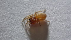 Trachelas minor