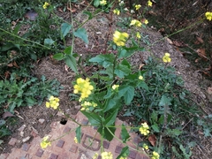 Rhamphospermum arvense