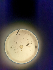 Coscinodiscophycidae