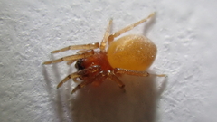 Trachelas minor