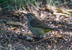 Setophaga palmarum