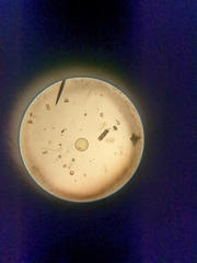 Coscinodiscophycidae