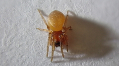 Trachelas minor