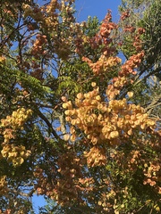 Koelreuteria