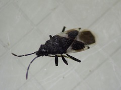 Oxycarenus luctuosus